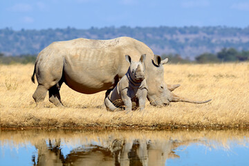 Family of rhinos are reflected in the water in the savannah