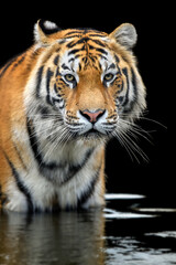Portrait of an adult tiger in water on a dark background