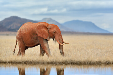 Red elephant are reflected in the water on mountain background in the savannah