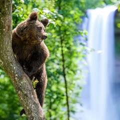 Brown bear on a tree against the background of a waterfall in the forest