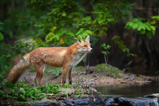 Adult red fox walks along the bank of a forest river in a natural environmen