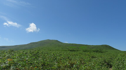 夏の高山植物