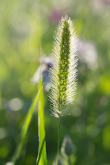 Einzelner Wildblumen Grashalm auf grünem Pflanzenstamm im sonnigen Gegenlicht mit hell leuchtender Blüte und grünem lichtverspielten Hintergrund.