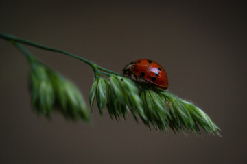A ladybug (Coccinella septempunctata) on the Orchard grass (Dactylis glomerata). In the background...