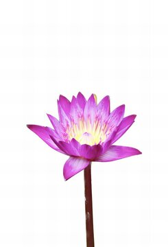 a photography of a purple flower with a white background, purple water lily with yellow center on white background.