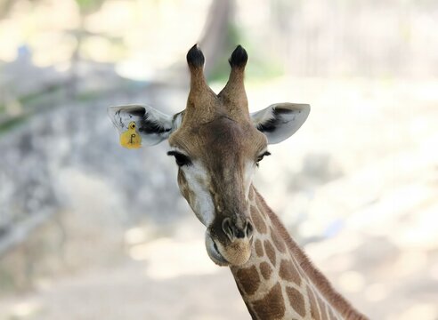 a photography of a giraffe with a tag on its ear, there is a giraffe that is standing in the dirt.