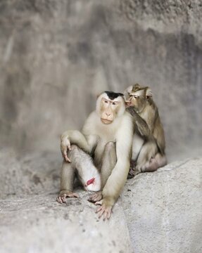 a photography of two monkeys sitting on a rock together, there are two monkeys sitting on a rock together on the rocks.