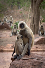 japanese macaque with baby