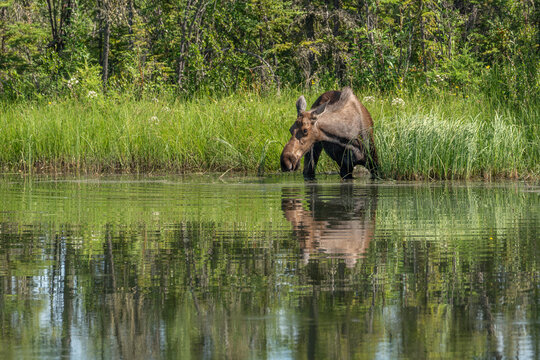 Moose (Alces alces americanus)