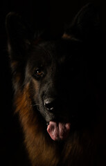 german shepherd portrait