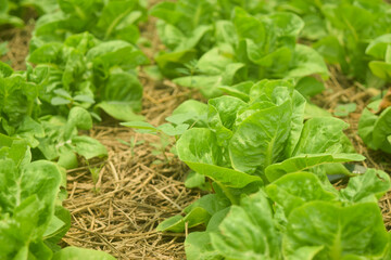 growing lettuce