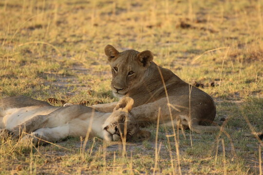 lionceaux dans le parc etoscha
