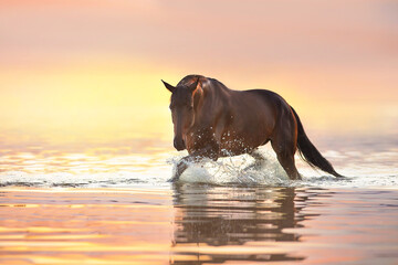 Horse run in water in sunset light