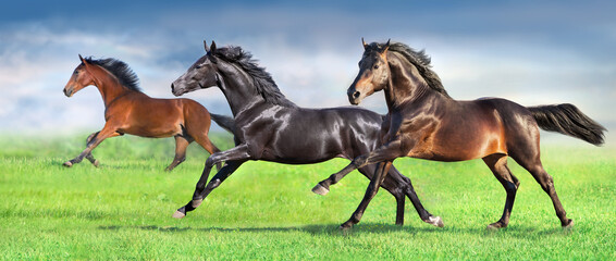 Horses run fast