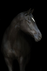 Obraz na płótnie Canvas Beautiful horse portrait