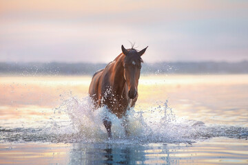 Horse run in water in sunset light