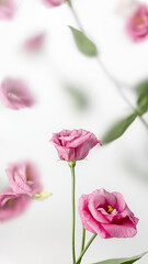 Naturaleza, flores y rosas de color rosa, con desenfoque.