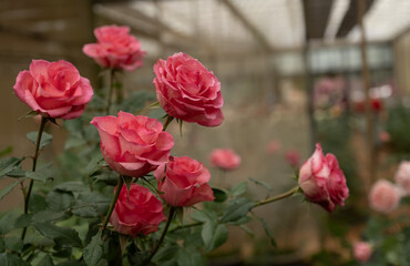 pink rose in flower garden