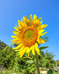 Fleur de tournseol avec ses pétales tournées vers le soleil