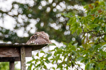 Dutch Nature, owl, little owl,