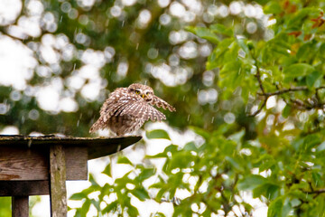 Dutch Nature, owl, little owl,
