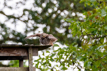 Steenuil, Dutch Nature, owl, little owl,