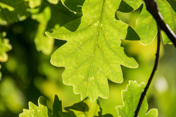Green oak leaves on a natural blurred background.