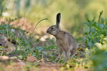 Naklejka na ściany i meble A young european hare in the nature habitat. Lepus europaeus. the bunny is sitting in the grass