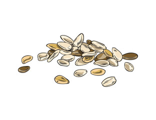 Sesame seeds pile vector illustration, spices, organic food, raw grains, natural condiment color corns hand drawn
