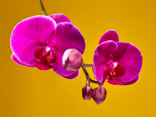 Beautiful blooming flower of the phanelopsis orchid is purple against a background of not yet blooming buds, on a beautiful dark background. Horizontal arrangement. - 626813335