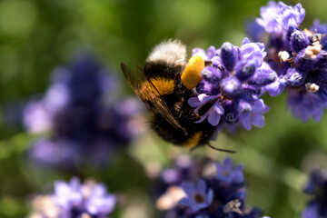 Bumblebee collecting pollen on lavender, bombus