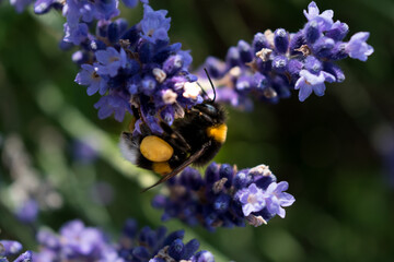 Bumblebee collecting pollen on lavender, bombus