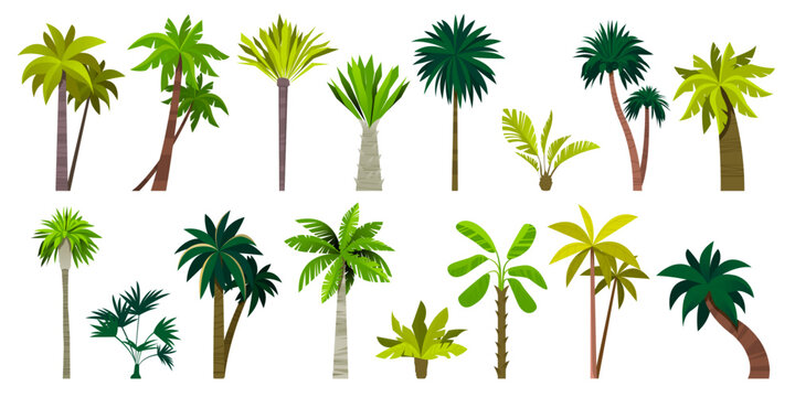 Different exotic palms. Tropical botanical plants with leaves, palm tree trunk cartoon style, summer green foliage plants. Vector isolated set