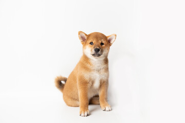 Cute portrait of Red-haired Japanese smiling cute puppy Shiba Inu Dog sitting on isolated white background, front view. Happy pet.