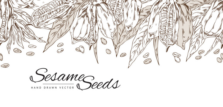 Vector template design with brown contour sketch sesame seed plant with hand drawn leaves, capsules, seeds and flowers