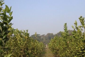 malta fruit tree in farm