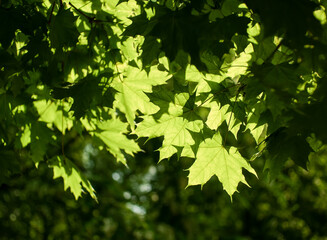 Fototapeta na wymiar Selective focus on green maple leaves in backlit sunlight. Good for background