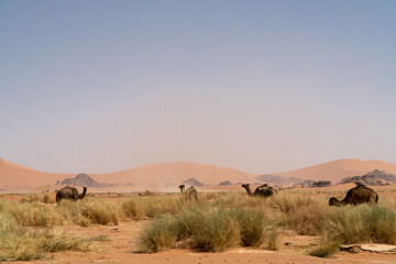 view in the Sahara desert of Tadrart rouge tassili najer in Djanet City  ,Algeria.colorful orange sand, rocky mountains
