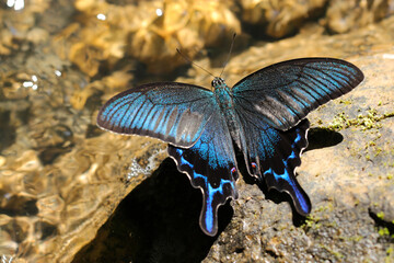 Beautiful black coloring Alpine black swallowtail butterfly that emits a bright blue lame color. Feeds from the stream (Sunny outdoor closeup macro photograph)