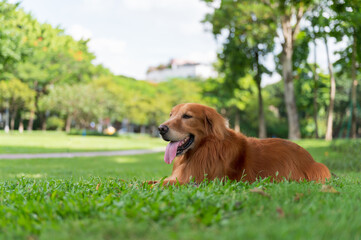 Golden Retriever lying on grass in park