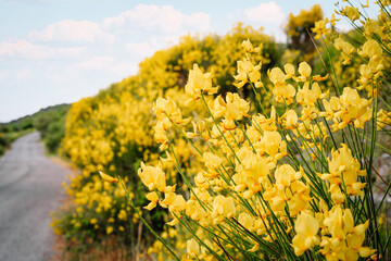 Obraz premium Genista aetnensis yellow flowers by the road