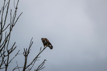 black kite on a dry tree on a blue background looking for its family