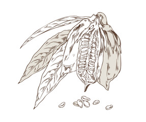 Hand drawn monochrome sezam pod with leaves and seeds sketch style