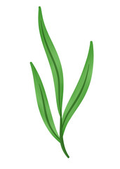 green leaf illustration herbs watercolor on transparent background