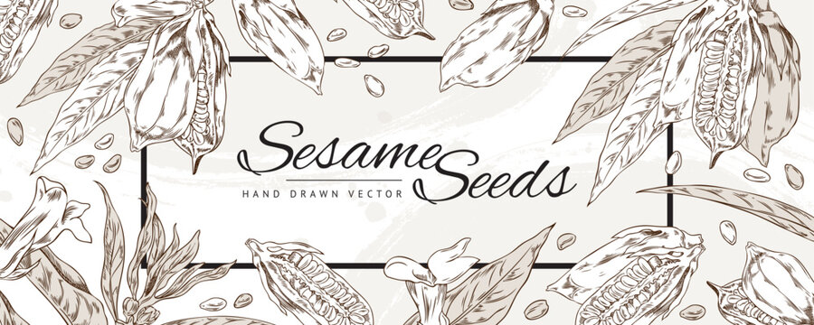 Vector template background design with outline sketch drawing sesame plant with leaves, capsules, seeds and flowers