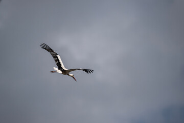 beautiful white and black stork soars in the sky on a blue background