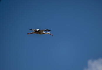 beautiful white and black stork soars in the sky on a blue background