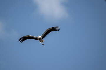 beautiful white and black stork soars in the sky on a blue background