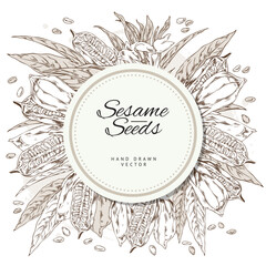 Sesame seeds and plants round banner with text, sketch vector illustration isolated on white background.