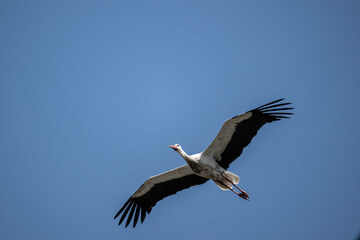 beautiful white and black stork soars in the sky on a blue background